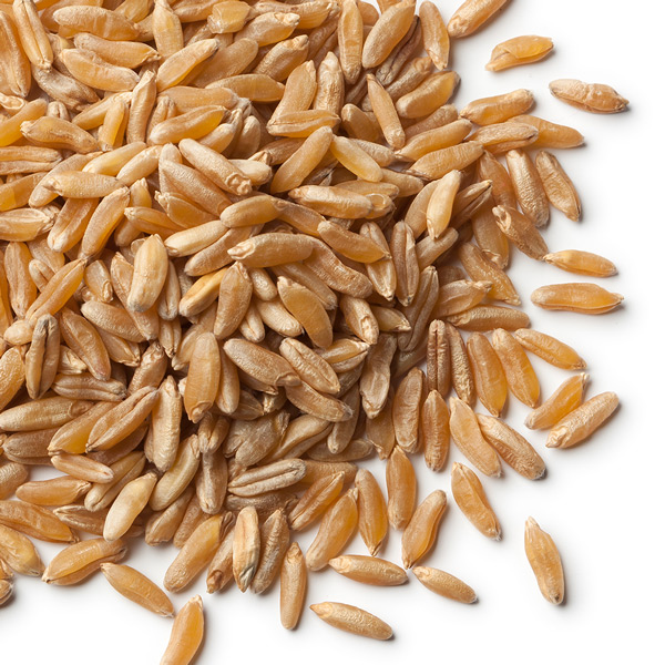 카무트(호라산 밀) 효능 - 씹을수록 고소한 견과류 같은 슈퍼 곡물